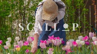 Can You Smell Heaven?  Bridal Wreath, Tulips & New Roses