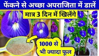 अपराजिता पर खिलेंगे 1000 से भी ज्यादा फूल. Aparajita plant care.Aparajita flower.Aprajita ka plant.