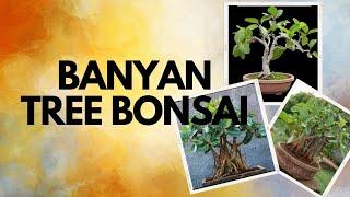 Banyan tree bonsai for beginners