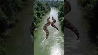 Giant Anacondas from Helicopter View #aiart #anaconda #giantsnake #monstersnake #jungle #river