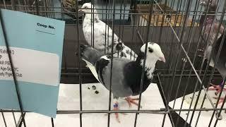 Middle Eastern young Pigeon breed on display at Central Jersey Variety Pigeon Club Show