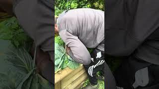 A Guide to Growing Your Own Cabbages