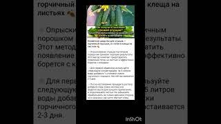 чем подкормить огурцы