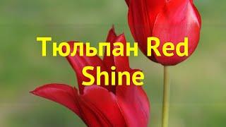 Тюльпан фостера Рэд Чине. Краткий обзор, описание характеристик tulipa Red Shine