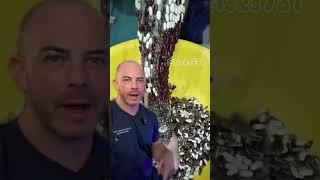 Derm reacts to tick infestation! #ticks #dermreacts #doctorreacts