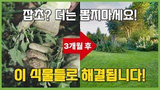 잡초 이제 그만뽑으세요 지금 소개해드리는 식물들로 모두 해결됩니다 #가드닝 #정원 #정원꾸미기 Top 5 Ground Cover Plants For Easy Gardens
