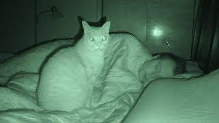 Cat Alarm Clock