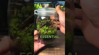 3 VITAL Terrarium Tips For Beginners!