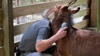 Donkey Grooming