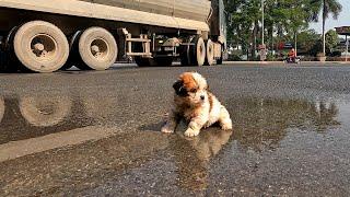 I Found a Homeless Small Puppy Picking Up Food on a Street , He is Very Hungry