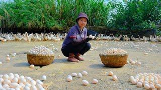 Full Video: Harvesting Duck Eggs  Goes to Market Sell - Harvest, Farm, Cooking | Tieu Lien