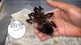 SAD DAY ~ My BIG AGGRESSIVE TARANTULA is DEAD  :(