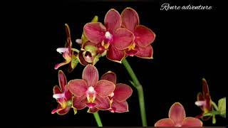 Red orchid phalaenopsis.