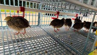 Three Week quail update and Hatching-time Cage review