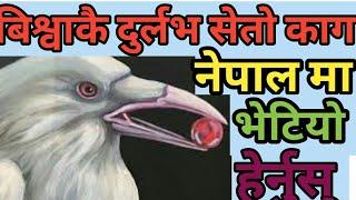 अचम्मको सेतो काग हेर्ने को घुइचो | White Crow In Kathmandu | Knk Advise