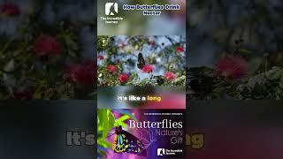 Unveiling the Magic: How Butterflies Drink Nectar! 