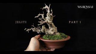 WATER JASMINE BONSAI AIR LAYERING FROM OLD TREE DIY TRANSFORM TO BONSAI