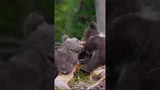 #Bearkids...