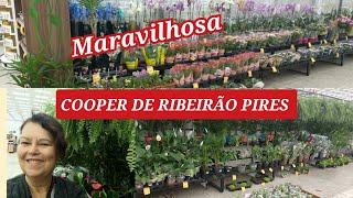 PLANTAS NA COOP Ribeirão PIRES  MARAVILHOSAS COMPREI UMA LINDONA ESPERO QUE GOSTEM DO VÍDEO 🫶