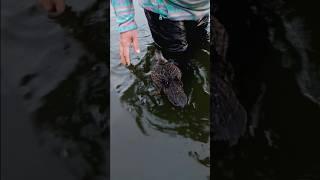 Baby Duck Swimming Lessons in a Lake