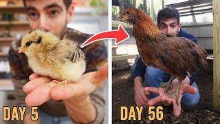 The Ultimate 8 Week Guide to Raising Chicks 