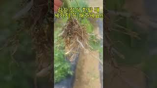감자 심은지 한달 째 해줘야 할 일 세가지#감자농사#5도2촌#초보농부 #도시농부#주말농장 #강화도#엉뚱마담