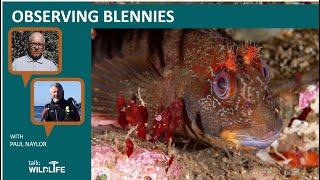 talk: Observing Blennies with Dr Paul Naylor