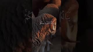 لن ينال الله لحومها ولا دماؤها...#islamic_video #قران #القران_الكريم #عيدالاضحى #الشيخ_ياسر_الدوسري