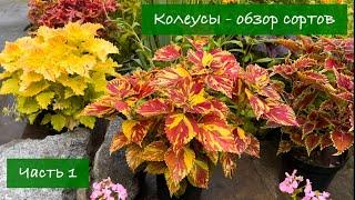 #1 Колеусы в Украине - Обзор лучших сортов, 1 серия / 2024 / Garden Coleus