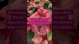 Poinsettia: 3 Quick Care Tips #shorts