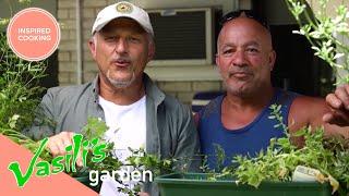 Vasili Checks Out Local Friends Garden! | Full Episode | Vasili's Garden