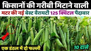 GS—10 Matar | मटर की सबसे बेस्ट वैरायटीMatar ki best variety‍Matar ki kheti |Advanta golden GS 10