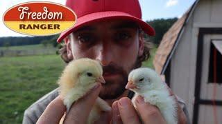 A Interview with FREEDOM RANGER HATCHERY