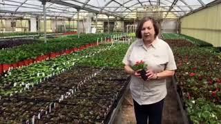 Smith's-Grown Bedding Plants