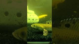 Tsunami  #channa#snakehead#asiatica#rainbow#senegalbichir#palmas#polypterus#fish#short#piranha