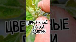 Как найти цветоносы за 5 секунд на яблоне?  Где формируются будущие яблоки?  #Яблоня #Груша