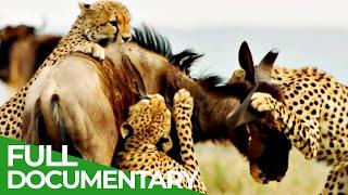 Cheetahs - Africa's Fastest Hunters | Free Documentary Nature