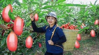 Harvesting QỦA NHÓT the Market to Sell! growing vegetables in the garden | Lucia's daily life