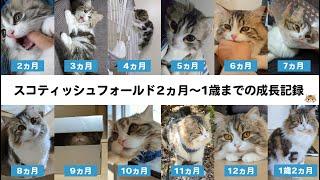 スコティッシュフォールドの猫2カ月～1歳までの成長記録