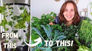 HUGE Indoor Garden HARVEST and Hydroponics Tower REVIEW