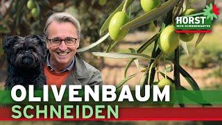 Olivenbaum schneiden – wie und wann schneidet man eigentlich Olivenbäume?