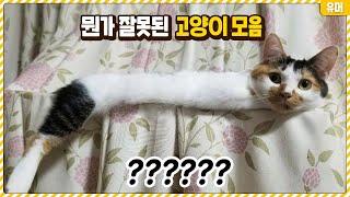 뭐..뭐지..? 아무리 봐도 뭔가 잘못된 고양이 모음집ㅋㅋㅋㅋㅋㅋㅋㅋㅋㅋ