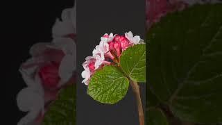 Beautiful Flower Blooming Time Lapse 4k #blooming #timelapse #shorts