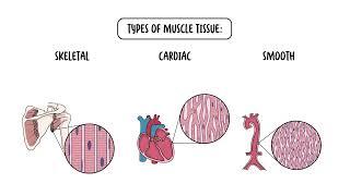 The Four Types of Tissues - Epithelial, Connective, Nervous and Muscular