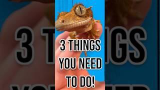 3 Things you NEED to do for your Crested Gecko! #crestedgecko