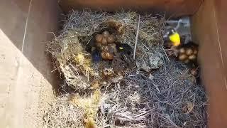 Putting Bumblebee in the Box (BHANWARA) #apiscerana #beekeeping #mandihp