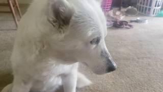 Blind Siberian Husky performs a trick to get food.