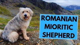 Romanian Mioritic Shepherd - Facts and Information