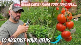 Prune Your Tomato Plants for Maximum Yields || DHBG