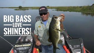 Big Bass love Shiners